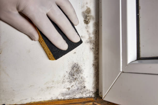 Best Black Mold Removal  in Ballville, OH